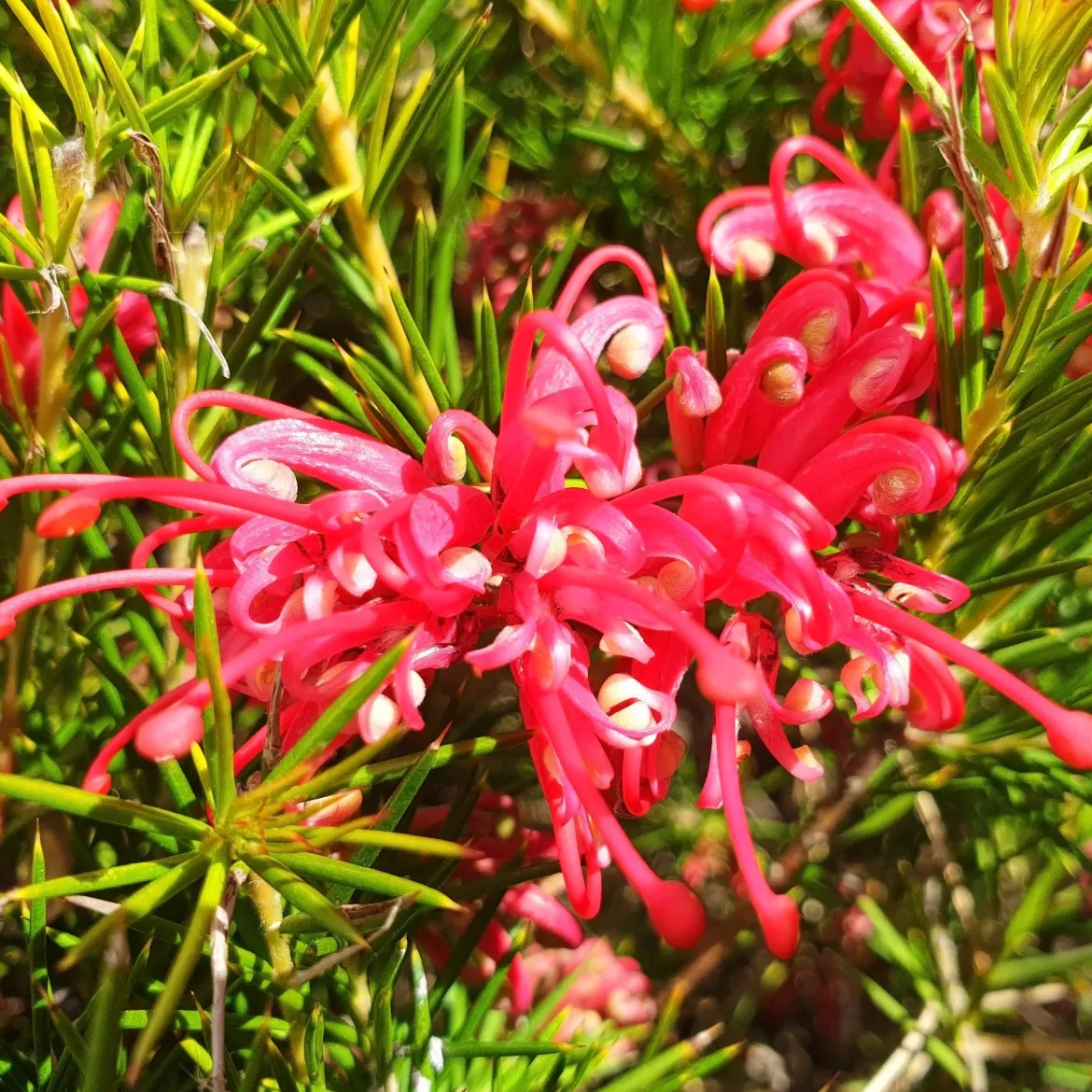 Grévilléa à feuilles de genévrier - Fleurs rouges toute l'année