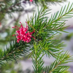 Grévilléa à feuilles de genévrier - Fleurs rouges toute l'année