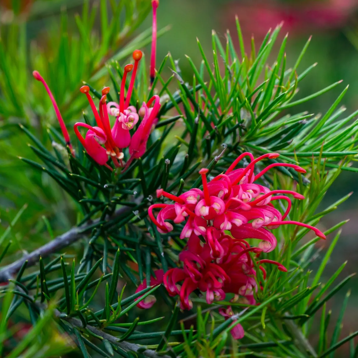 Grévilléa à feuilles de genévrier - Fleurs rouges toute l'année