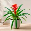 Guzmania Calypso - La couleur qui dure