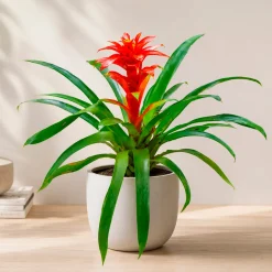 Guzmania Calypso - La couleur qui dure