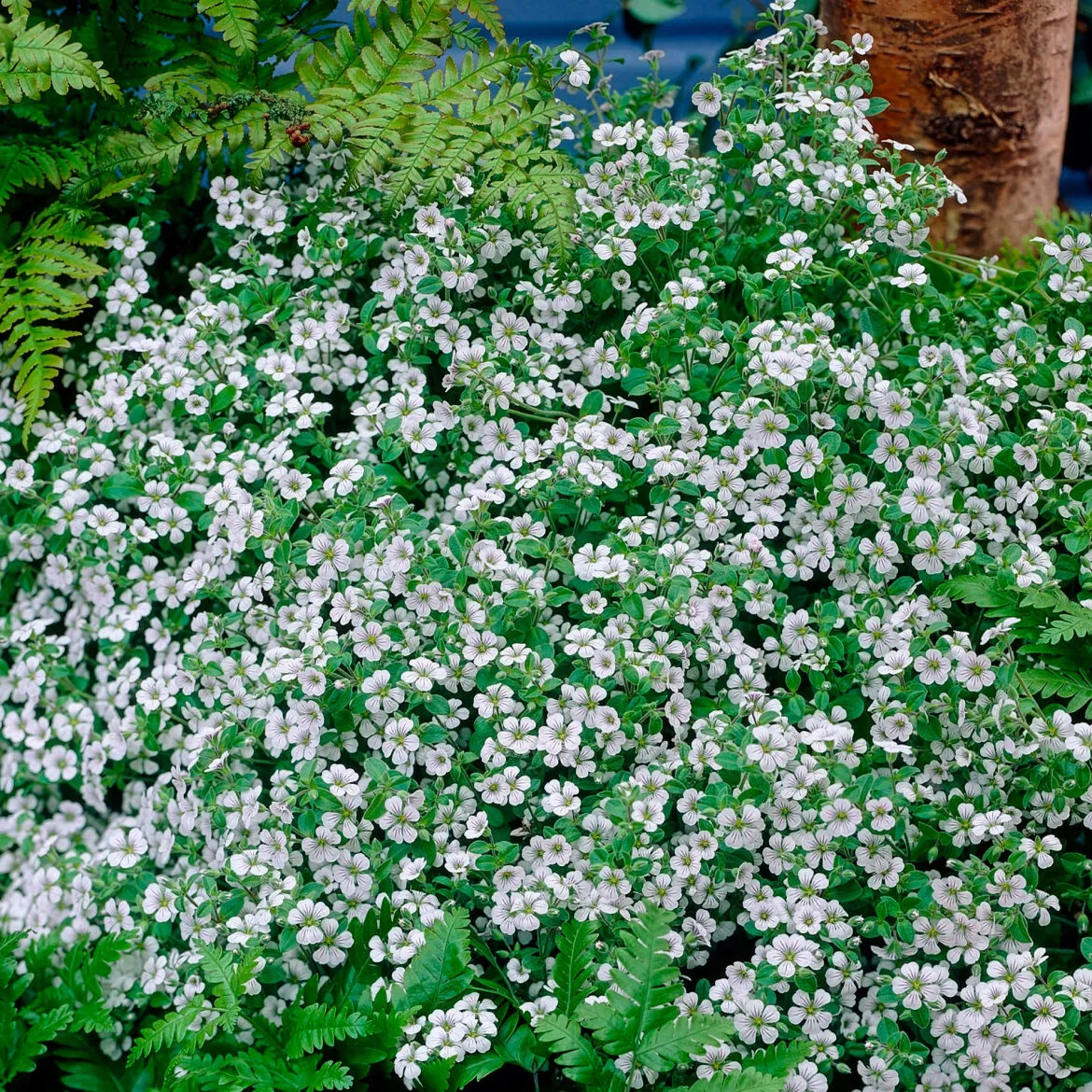 Gypsophile en coussin - Un tapis fleuri sans effort