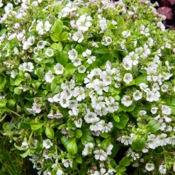 Gypsophile en coussin - Un tapis fleuri sans effort