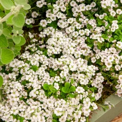 Gypsophile en coussin - Un tapis fleuri sans effort