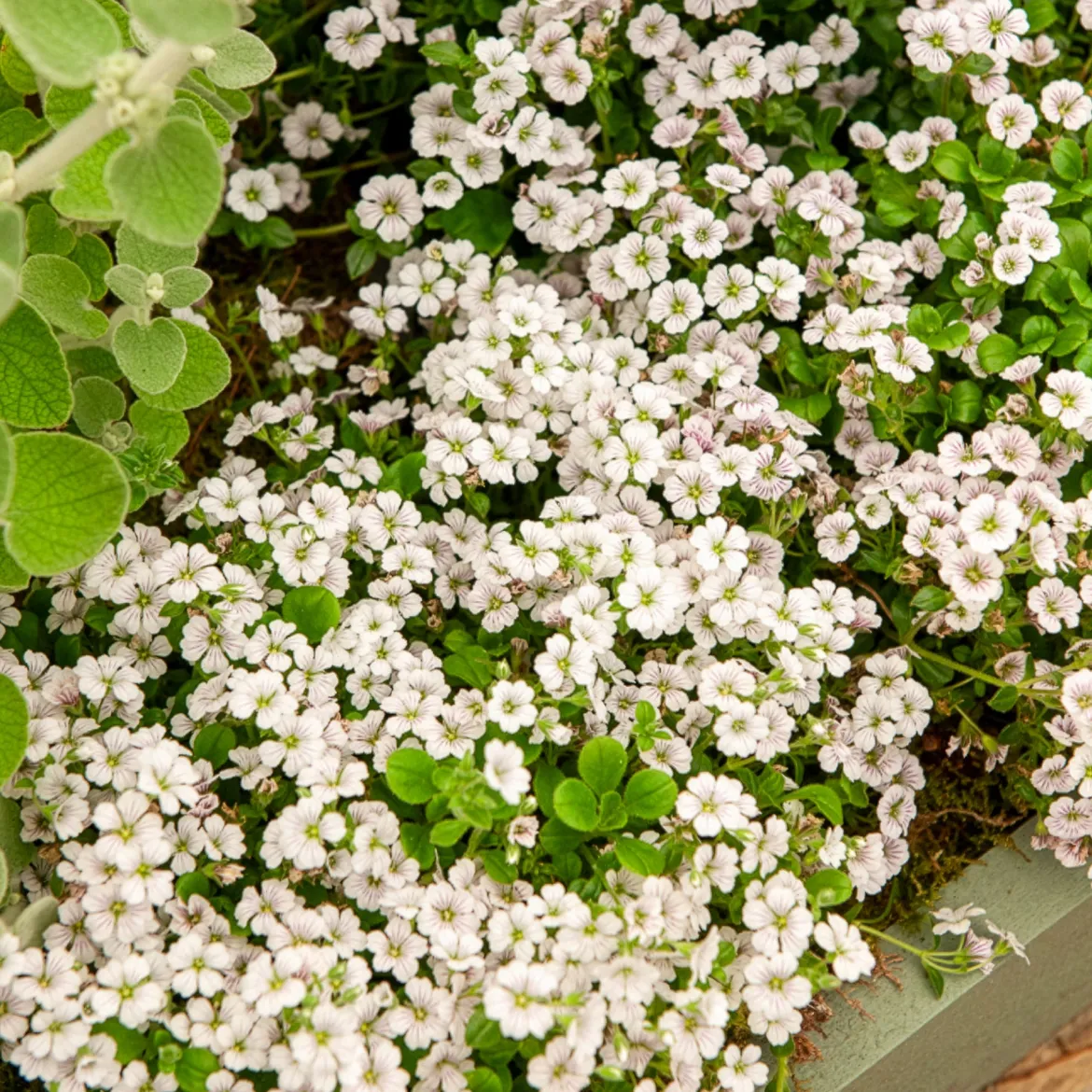 Gypsophile en coussin - Un tapis fleuri sans effort