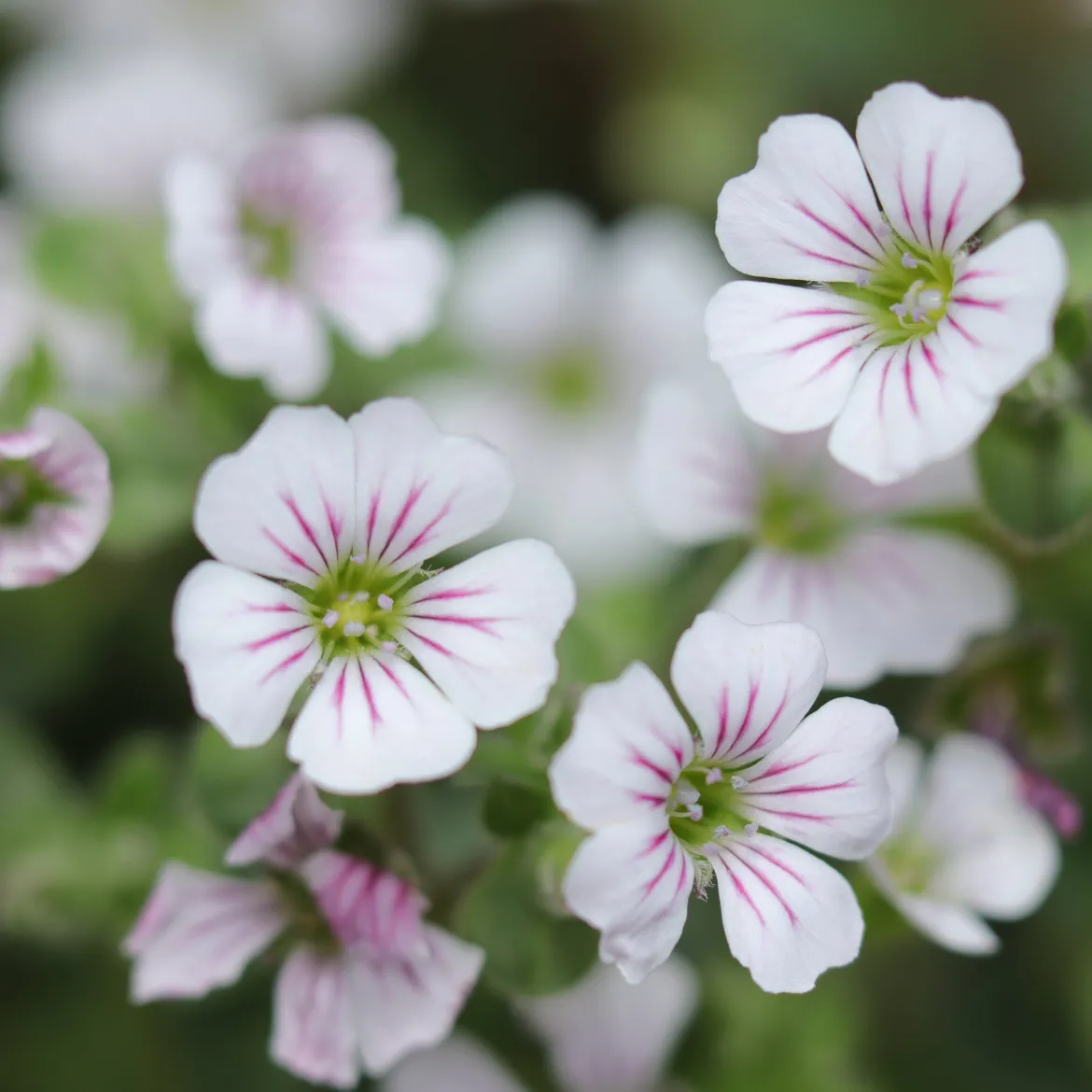 Gypsophile en coussin - Un tapis fleuri sans effort
