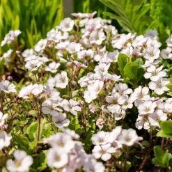 Gypsophile en coussin - Un tapis fleuri sans effort