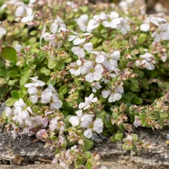 Gypsophile en coussin - Un tapis fleuri sans effort
