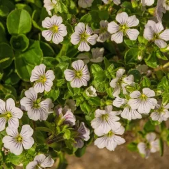Gypsophile en coussin - Un tapis fleuri sans effort