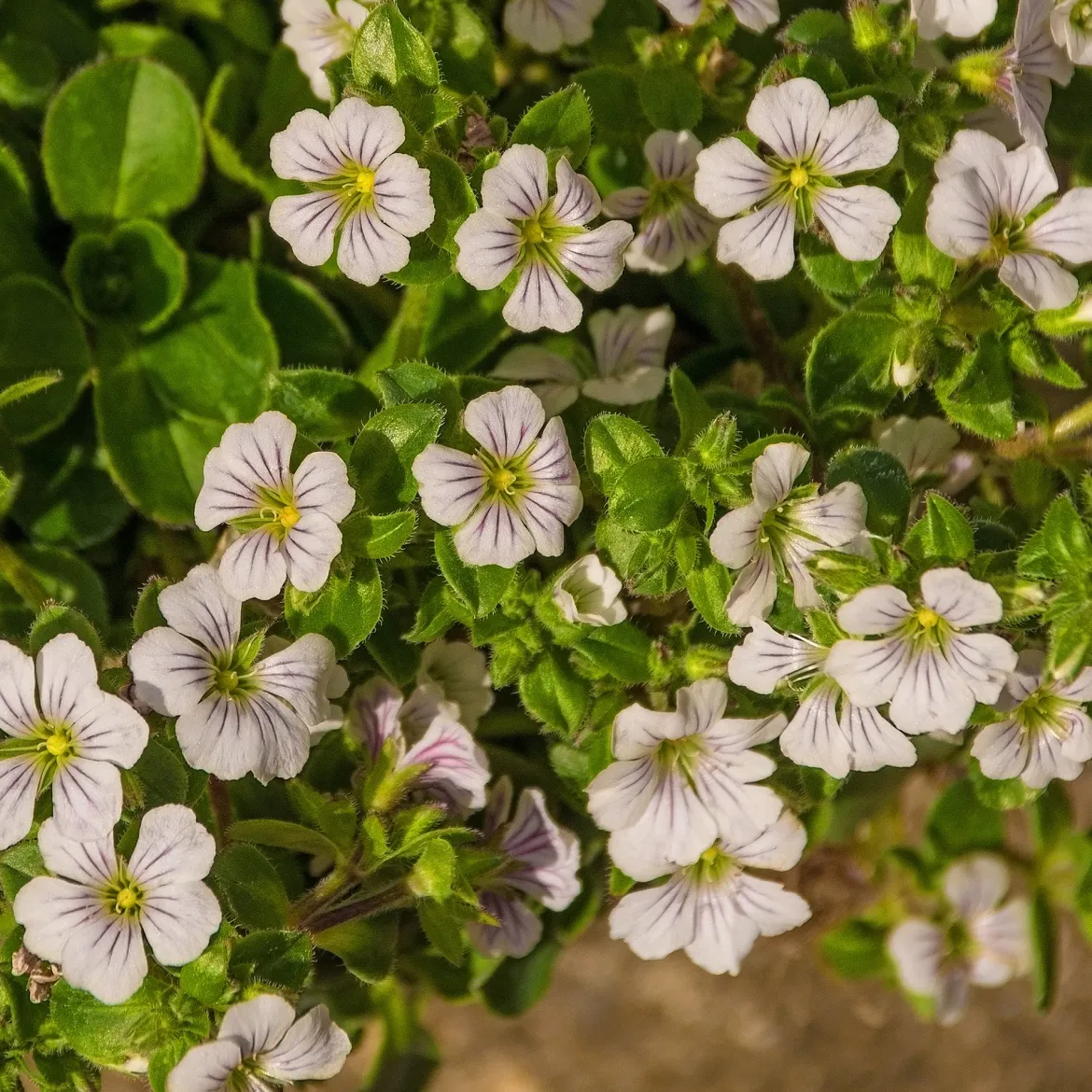 Gypsophile en coussin - Un tapis fleuri sans effort