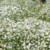 3 Gypsophiles blanche - Un nuage de fleurs au jardin