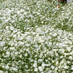 3 Gypsophiles blanche - Un nuage de fleurs au jardin