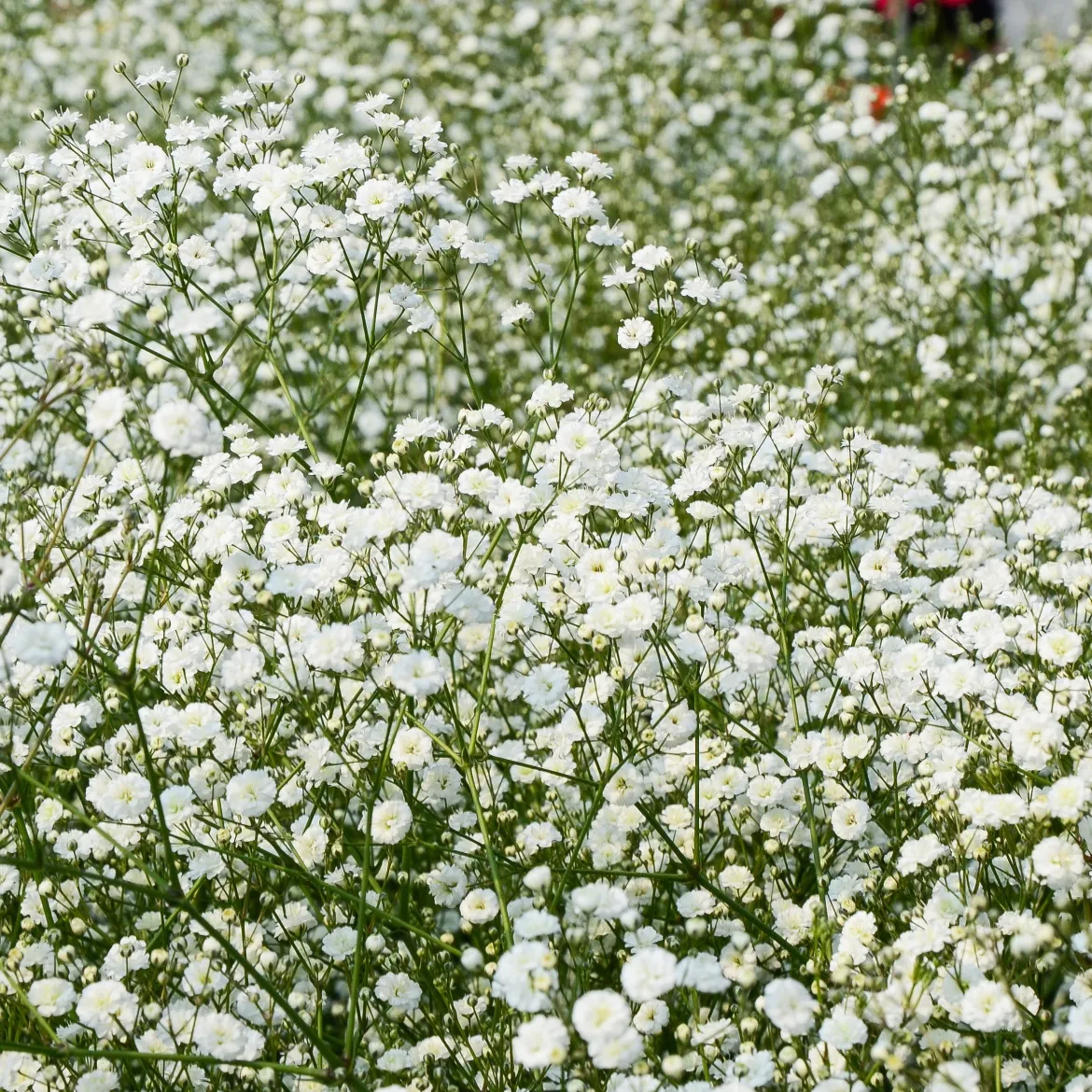 3 Gypsophiles blanche - Un nuage de fleurs au jardin