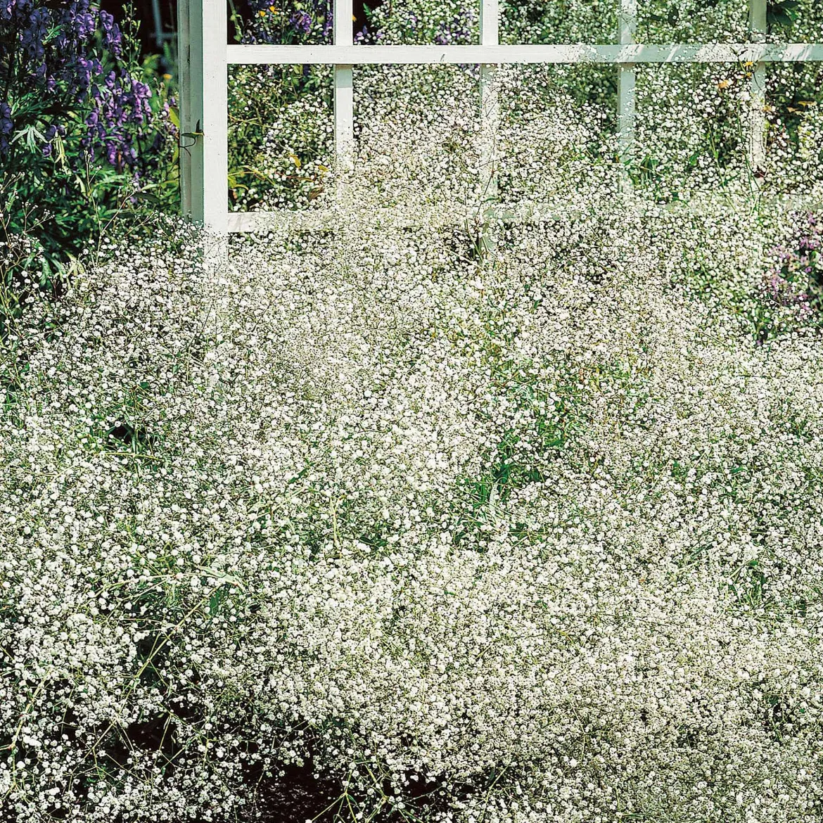 3 Gypsophiles blanche - Un nuage de fleurs au jardin