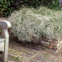 3 Gypsophiles blanche - Un nuage de fleurs au jardin