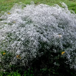 3 Gypsophiles blanche - Un nuage de fleurs au jardin