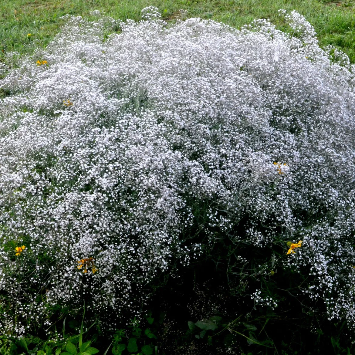 3 Gypsophiles blanche - Un nuage de fleurs au jardin