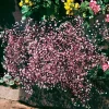 3 Gypsophiles roses - Un nuage rose au jardin