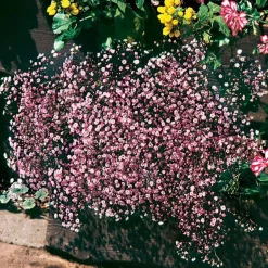 3 Gypsophiles roses - Un nuage rose au jardin