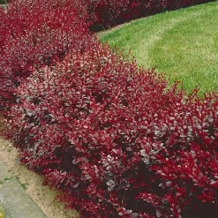 Haie de Berberis rouges - Une haie rouge qui dissuade