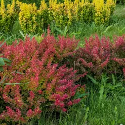 Haie de Berberis rouges - Une haie rouge qui dissuade
