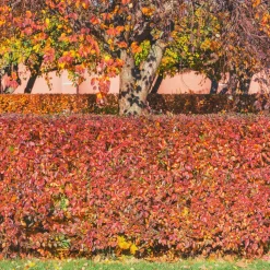 Haie de Cotonéasters - Une haie dense en un rien de temps