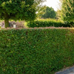 Haie de 10 Erables champêtre - Une haie vive en un rien de temps