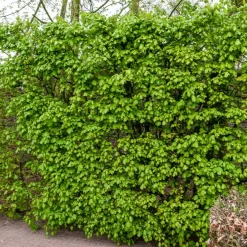 Haie de 10 Erables champêtre - Une haie vive en un rien de temps