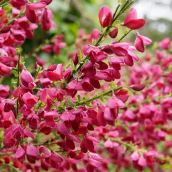 Haie de 3 Genêts : blanc, rouge, jaune - Floraison précoce et abondante