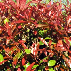 Haie de 3 Photinias Red Robin - Une haie rouge en un rien de temps