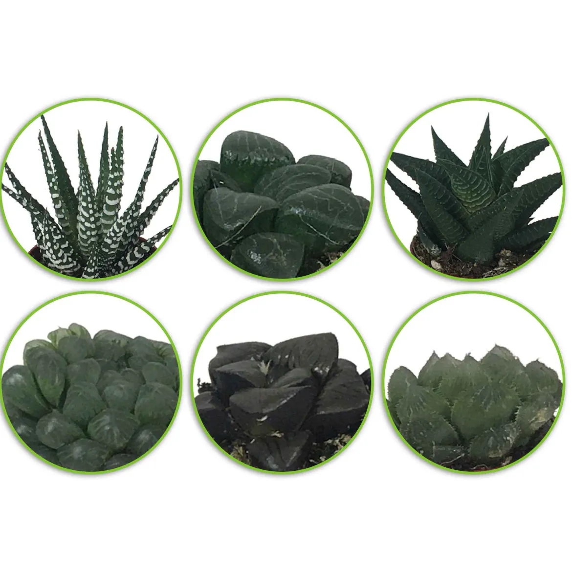 Haworthias en mélange - Trio graphique sans effort