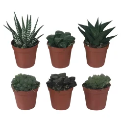 Haworthias en mélange - Trio graphique sans effort