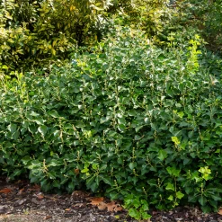 Hedera helix Arborescens - Lierre arbustif - Un lierre qui pousse droit