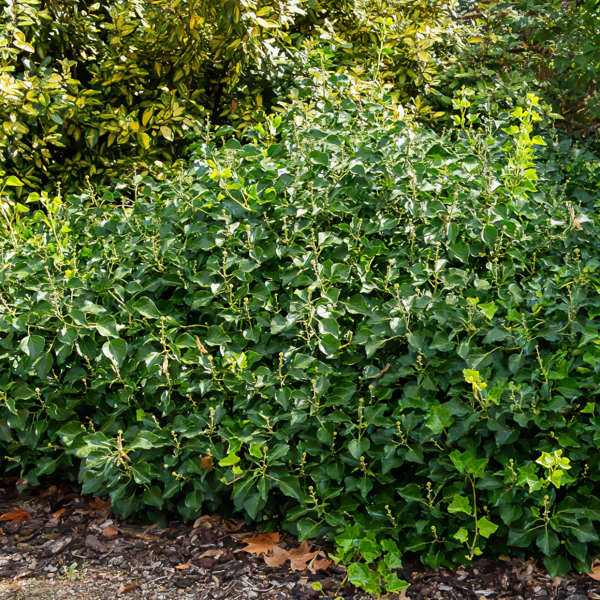 Hedera helix Arborescens - Lierre arbustif - Un lierre qui pousse droit