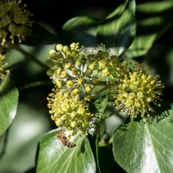 Hedera helix Arborescens - Lierre arbustif - Un lierre qui pousse droit