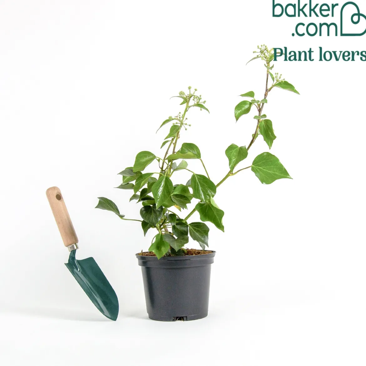 Hedera helix Arborescens - Lierre arbustif - Un lierre qui pousse droit