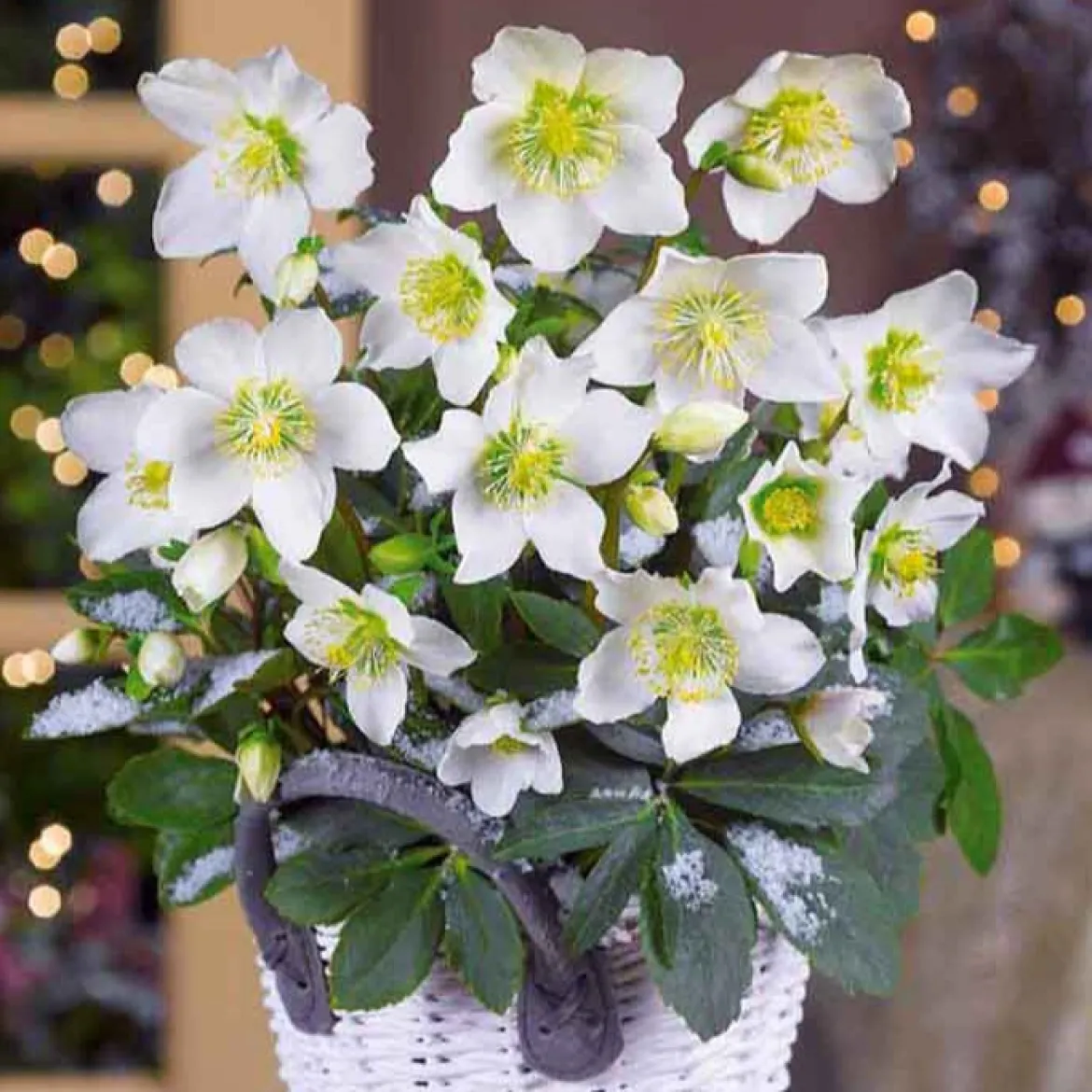 Hellébore 'Christmas Carol' - Des fleurs en plein hiver