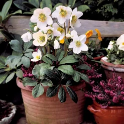 Hellébore 'Christmas Carol' - Des fleurs en plein hiver