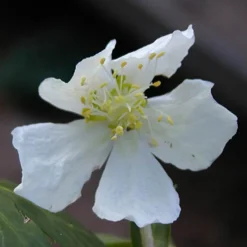 Hellébore 'Christmas Carol' - Des fleurs en plein hiver