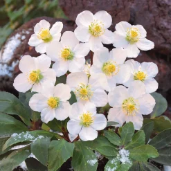 Hellébore 'Christmas Carol' - Des fleurs en plein hiver
