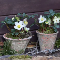 Hellébore 'Christmas Carol' - Des fleurs en plein hiver