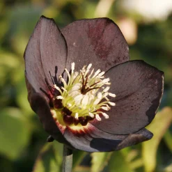 Hellébore d'Orient Black - Des fleurs noires en plein hiver