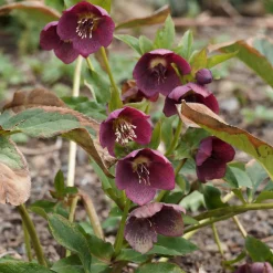 Hellébore d'Orient Red Hybrids - Des fleurs en plein hiver