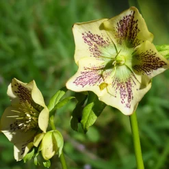 Hellébore d'Orient vert-moucheté - Des fleurs en plein hiver