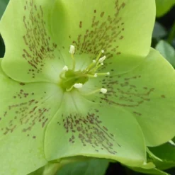 Hellébore d'Orient vert-moucheté - Des fleurs en plein hiver