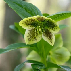 Hellébore d'Orient vert-moucheté - Des fleurs en plein hiver