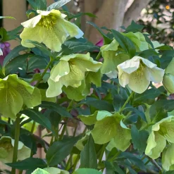 Hellébore d'Orient vert-moucheté - Des fleurs en plein hiver