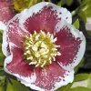 Hellébore d'Orient White Lady Spotted - Des fleurs en plein hiver