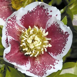 Hellébore d'Orient White Lady Spotted - Des fleurs en plein hiver