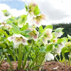 Hellébore d'Orient White Lady Spotted - Des fleurs en plein hiver